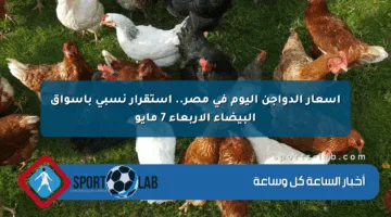 أسعار الدواجن اليوم في مصر.. استقرار نسبي بأسواق البيضاء الأربعاء 7 مايو